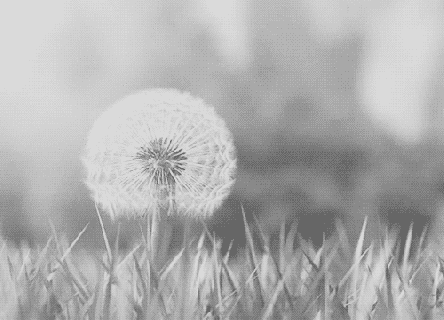 black white flowers gif find share on giphy small