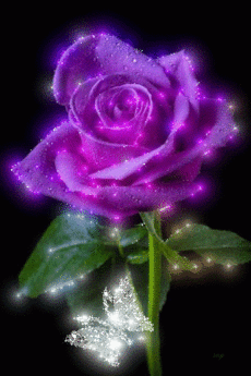 purple rose cool stukl pinterest purple roses small
