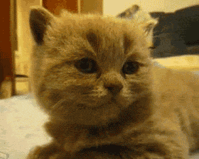jimmyfungus com cat gifs the best funniest cutest craziest most small