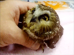 petting a baby owl fuzzy friday pinterest baby owl owl and small
