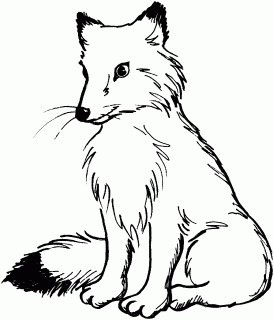 baby fox drawing at getdrawings com free for personal use baby fox small