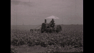 cotton farmin gifs find share on giphy small