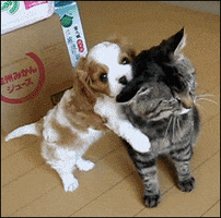 https://cdn.lowgif.com/small/75b4e7c66be4e014-7-things-dogs-do-when-they-are-adorably-mad-at-you.gif