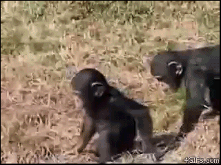 grenade monkey poop gif on gifer by oghmath small