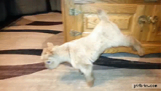 https://cdn.lowgif.com/small/7762dfea2f87aa28-dancing-goat-gifs-get-the-best-gif-on-giphy.gif