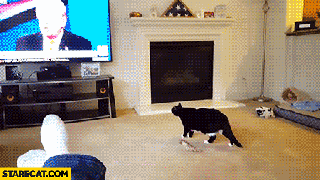cat scared by donald trump on tv runs away gif animation starecat com small