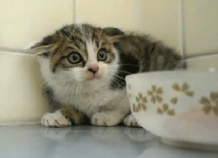 cat kitten scared gif on gifer by direbourne small