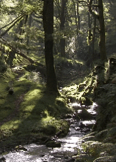 landscape forest gif by head like an orange find share small