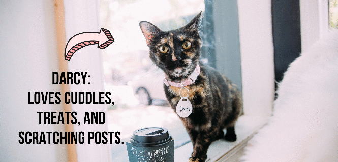 weekly newsletter crumbs whiskers blog tons of cat drinking water gif
