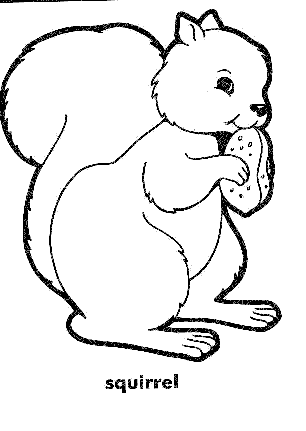 squirrel coloring pages pre k activity pages alphabet abc pre small