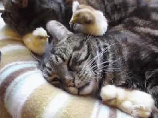 baby birds annoys sleeping cat gif wifflegif small