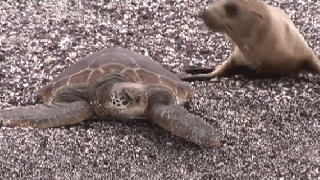 https://cdn.lowgif.com/small/7c599987e83566d7-these-adorable-animals-understand-what-it-means-to-have-a.gif