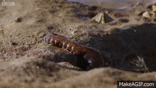 terrifying video of octopus walking on land small