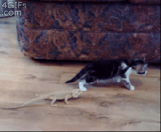 25 gifs of animals being stupid funny gallery ebaum s world small