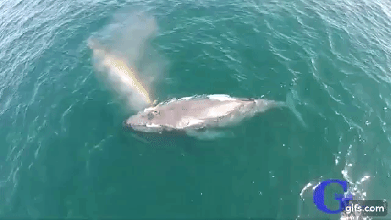 photographer captures a surfacing humpback whale shooting small