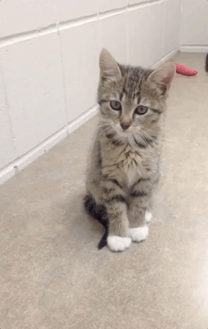 11 hilarious gifs that show just how lazy cats can really be lazy small