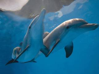dolphin tale stars get birthday bash at clearwater marine aquarium small