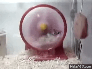 ultimate hamster funny video flips off running wheel lol small