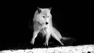 https://cdn.lowgif.com/small/805f7908d238ae76-gif-cold-black-and-white-wolf-cool-beautiful-white-motivation.gif