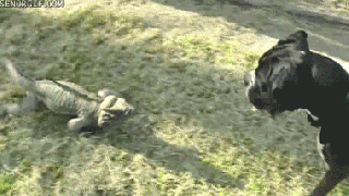 iguana gif by cheezburger find share on giphy small