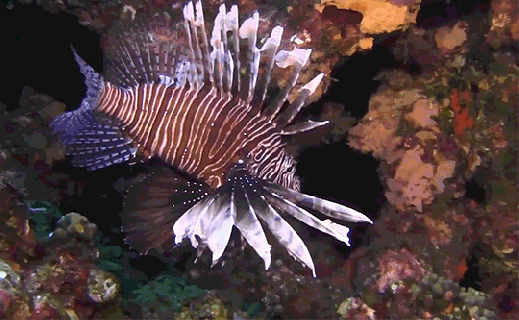 https://cdn.lowgif.com/small/818ad1d7a4a30b89-what-ornate-reef-dweller-is-sometimes-known-as-the-turkeyfish.gif