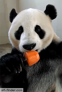 just a panda enjoying his popsicle lovely animals pinterest small