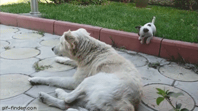 big dog shows annoying puppy who s boss pinterest dog dog small