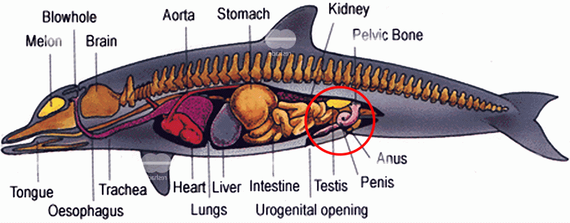 fein delphin anatomie diagramm fotos menschliche anatomie bilder small