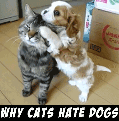 https://cdn.lowgif.com/small/83cc8fe2ce0ec546-tell-tale-signs-your-friend-thinks-they-re-a-cat.gif