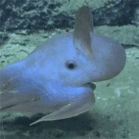 best marine life gifs primo gif latest animated gifs small