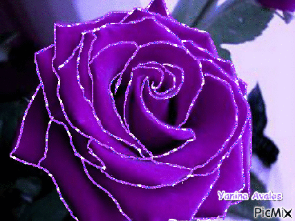 purple rose picmix small