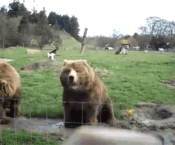 bear wave hello gif on gifer by maugrel small
