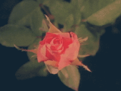 rose vintage nature gif on gifer by shajora small
