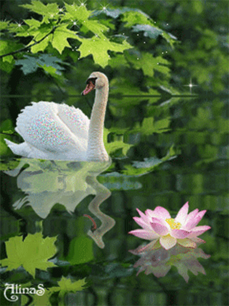 animated swan on lake with lotus flower water nature animated lake small