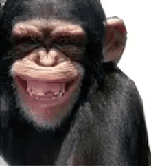 funny monkey gifs tenor small