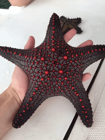 that starfish pinterest starfish funny pics and animal small