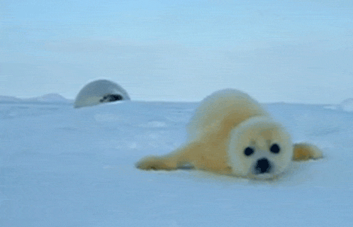 41 baby animal gifs to get you through the work week small