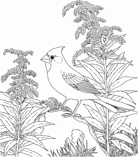 bird drawing book at getdrawings com free for personal use bird small