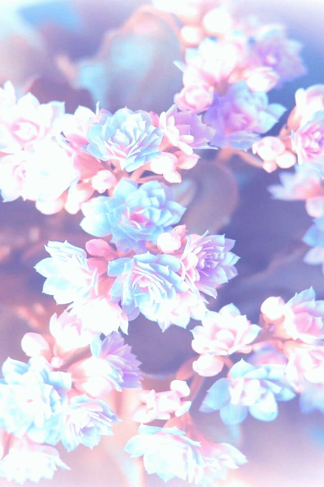purple pink and blue flowers blurred background floral phone wallpaper happy spring images flower beautiful wallpapers small