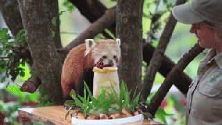 red panda eats her 16th birthday cake full video small