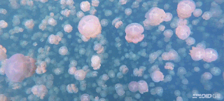 medusas vista al mar pe scola small
