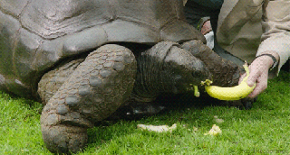 https://cdn.lowgif.com/small/8a691f92695a20fe-giant-tortoise-gifs-on-giphy.gif