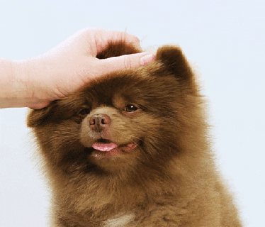 good boy pomeranian gif by bertie the pom find share on giphy small
