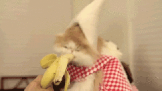 cat banana bananas gif on gifer by anarafym small