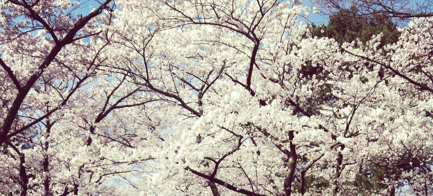 https://cdn.lowgif.com/small/8d0dc1eb93cda15f-the-story-behind-the-sakura-blossoms-of-high-park.gif