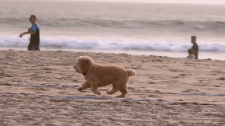 excited dog gif by soulpancake find share on giphy small