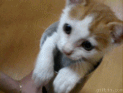 funny gif lol gif cats kitten cat gif kittens aww funny animals small