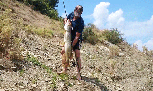 man catches fish but fish has slippery escape plan huffpost small