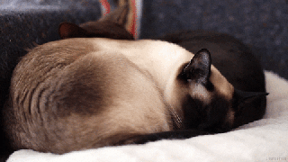 cat sleeping gif by living stills find share on giphy small