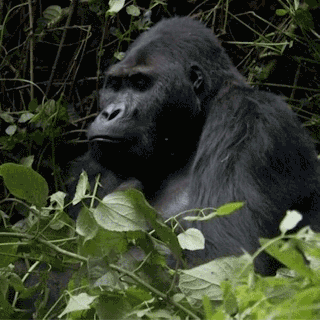 https://cdn.lowgif.com/small/916a407d0d7f22c0-come-back-some-gorillas-at-this-park-see-foreign-tourists-and-run.gif